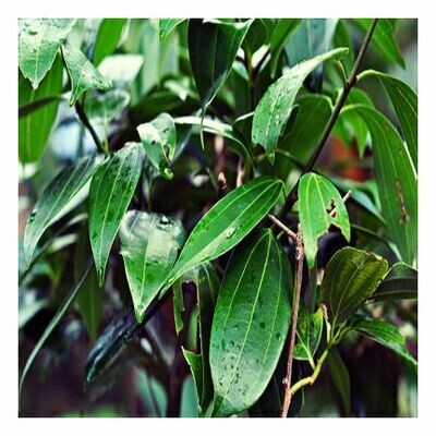 Cinnamon Leaf  1/4&quot; c/s