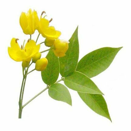 Cassia 1/2 oz.