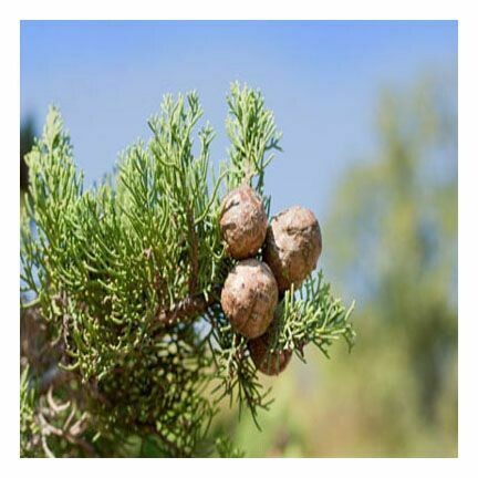 Cypress 1/2 oz.