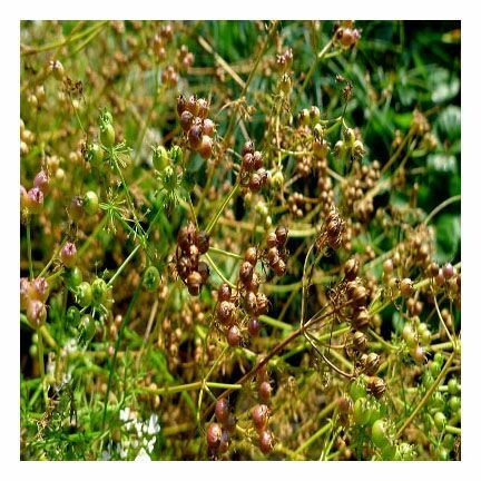 Coriander 1/4 oz.