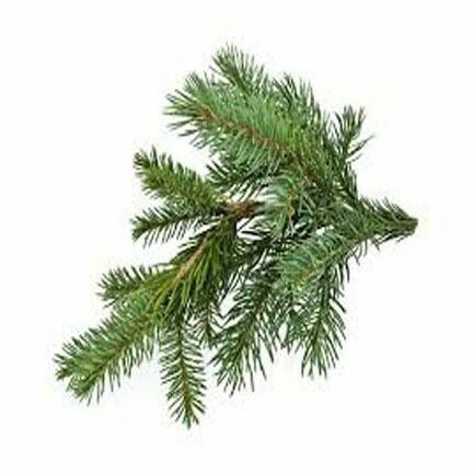 Fir Needle 1 oz. Fir Needle 1 oz.