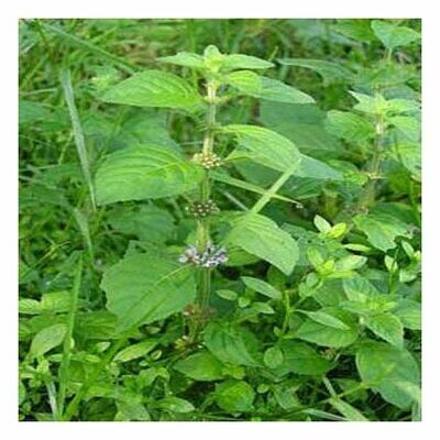 Cornmint 1 oz.