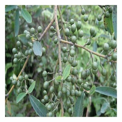 Listea Cubeba 1 oz.