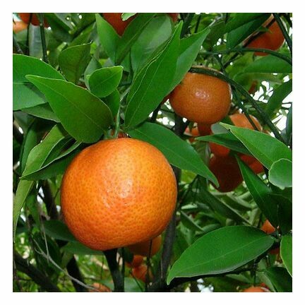 Mandarin Red Orange 1 oz.