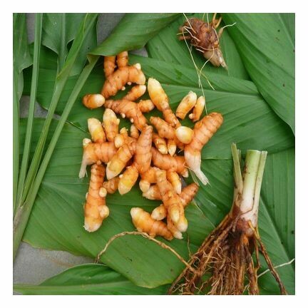 Turmeric Essential Oil 1/4 oz.