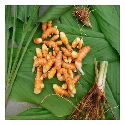 Turmeric Essential Oil 1/2 oz.
