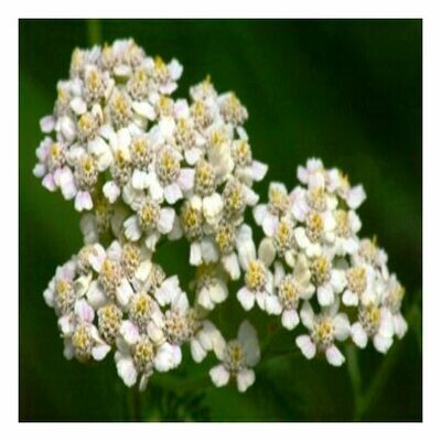 Yarrow Essential Oil 1/2 oz.