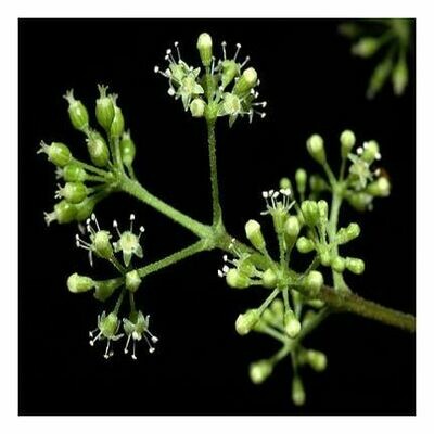 Spikenard Essential Oil 1 oz.