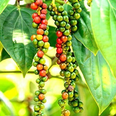 Black Pepper 1/2 oz.
