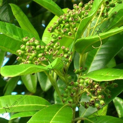 Allspice 1 oz.