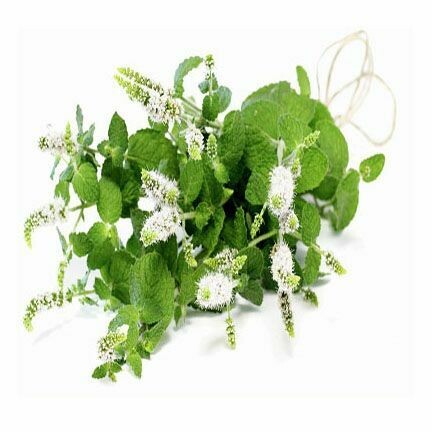 Cajaput 1/2 oz.