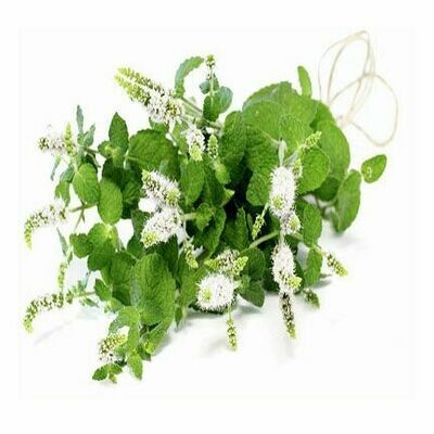 Cajaput 1/2 oz.
