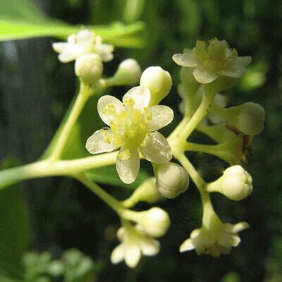 Camphor 1 oz.