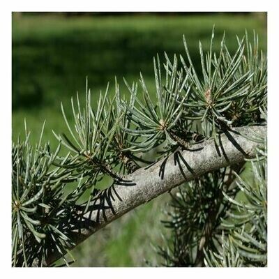 Cedarwood Essential Oil 1 oz.