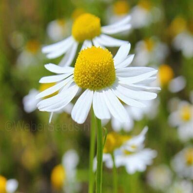 Chamomile German 1/2 oz.