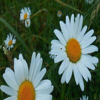 Chamomile Roman 1 oz.