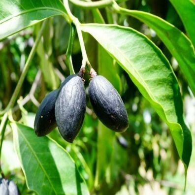 Elemi 1 oz.
