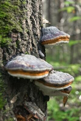 Chaga Mushroom  Powder
