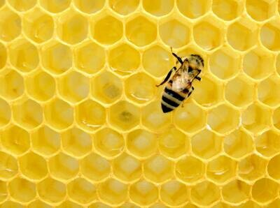 Honey