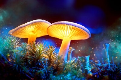 Mushrooms
