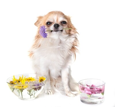 Animal Essences