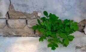 Pellitory of the Wall