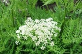 Sweet Cicely