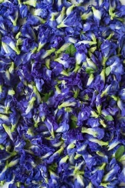 Tea Butterfly Blue Pea
