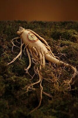 Ginseng American White Root
