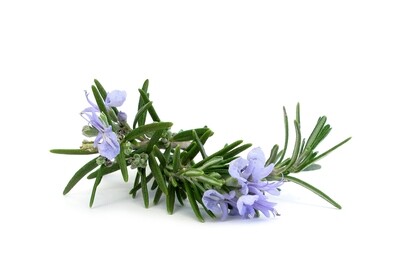 Rosemary Essential Oil 1/2 ounce