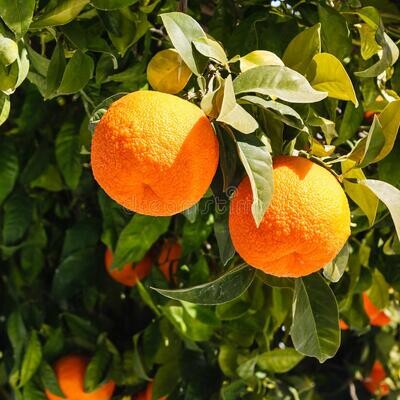 Orange Bitter Essential Oil 1/2 ounce