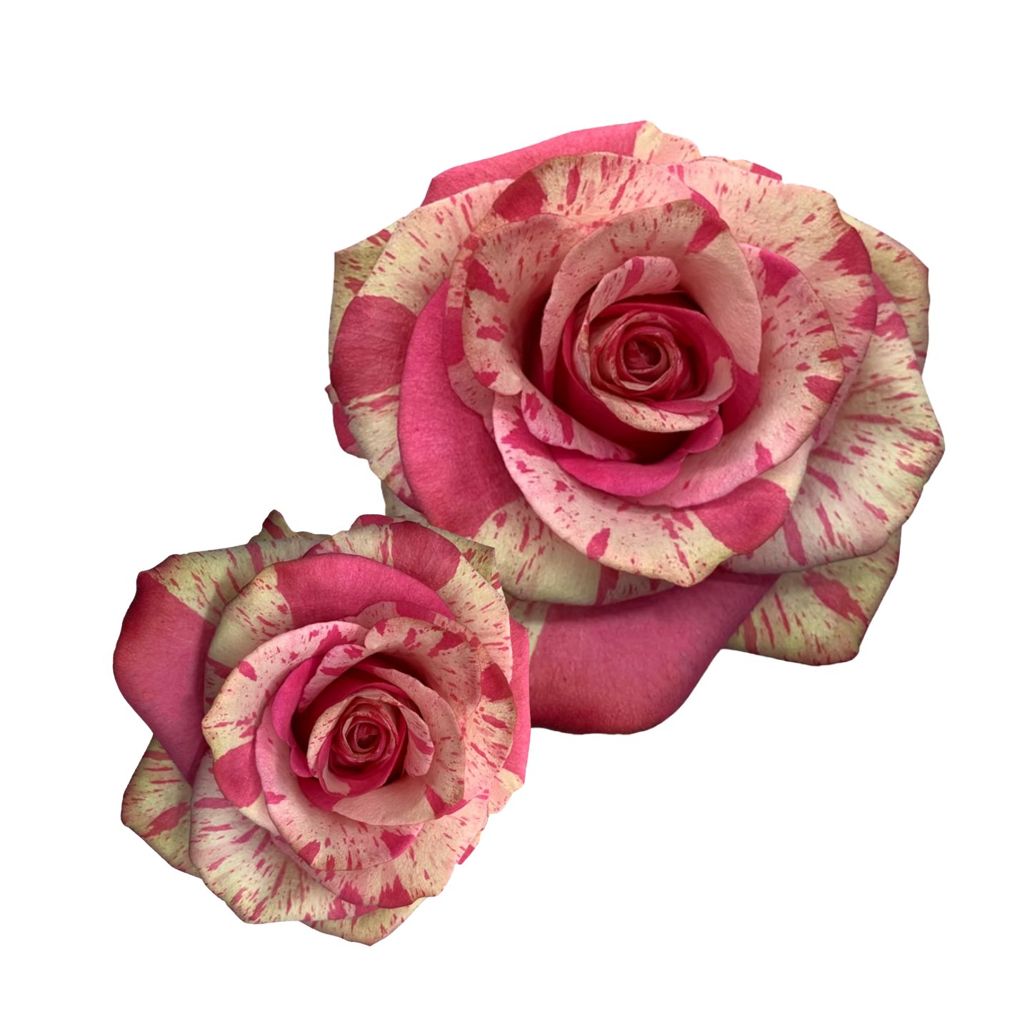 VALENTINE'S DAY DOZEN