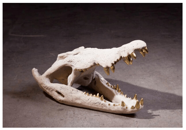 CROCODILE SKULL