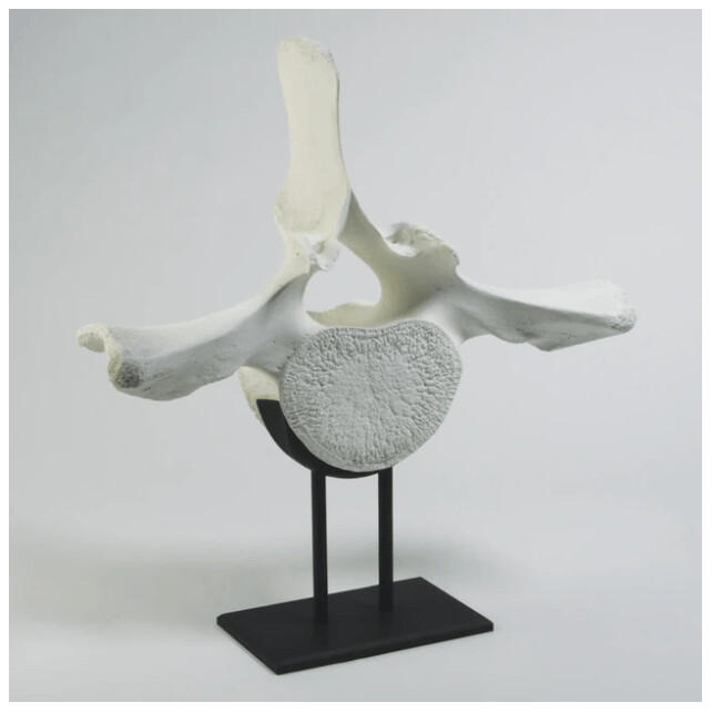 WHALE VERTABRA ON IRON STAND