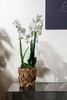 Orchidee in pot (Anna)