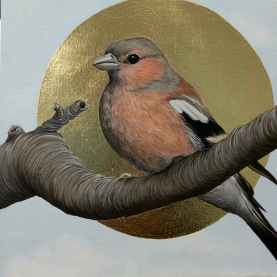 Songbirds of Istanbul - Chaffinch