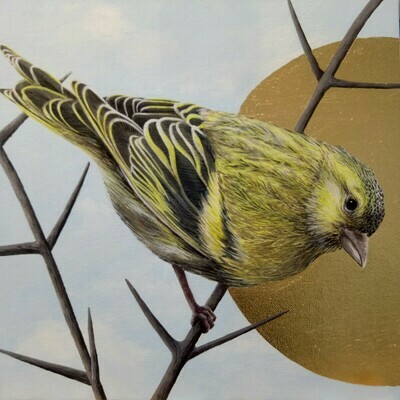 Songbirds of Istanbul - Siskin original painting