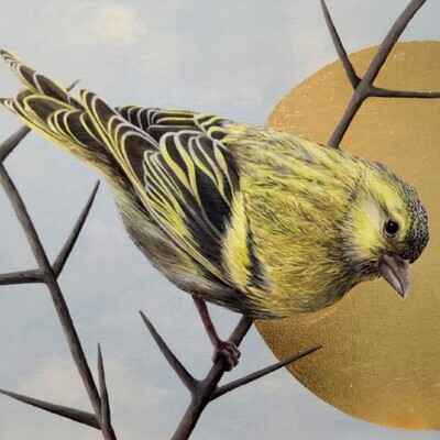 Songbirds of Istanbul Note Card - Siskin