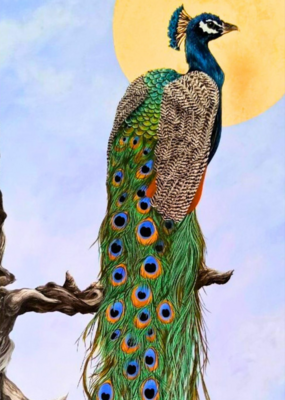 Peacock Note Card