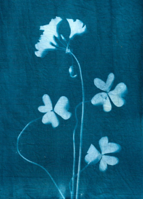 Brilliant in Blue Note Card - Oxalis