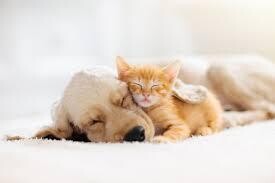 Furry Friends Delta-8 Tincture (300mg) Anxiety, Pain, Sleep Management and more
