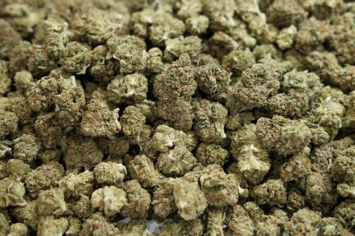 Pounds of THCA flower (Smalls)
