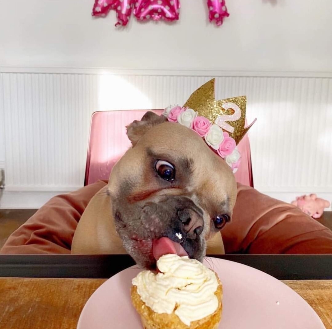 Pupcakes