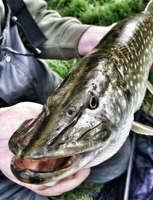 Pike rods