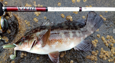 Ultra light rods sea
