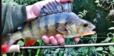 Ultra light rods freshwater