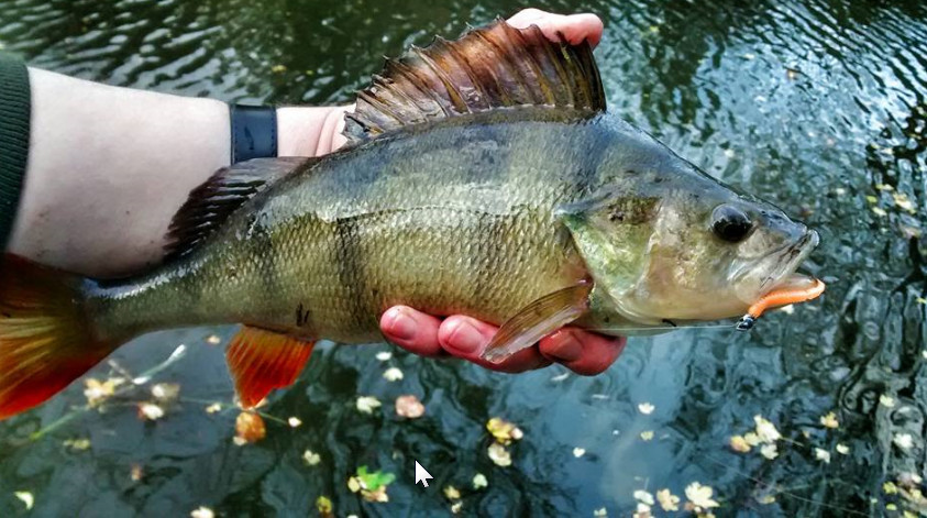 Trabucco slurp T shad Ultralight paddletail lures for perch and zander