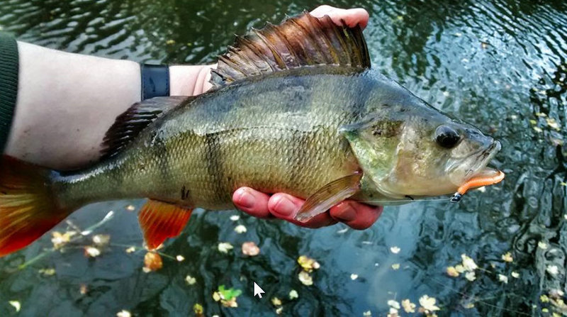 Trabucco slurp T shad Ultralight paddletail lures for perch and zander