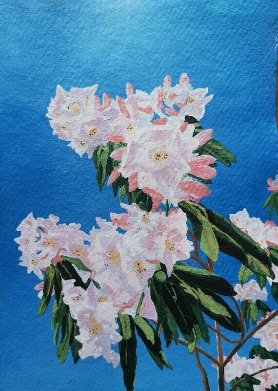 Rhododendron