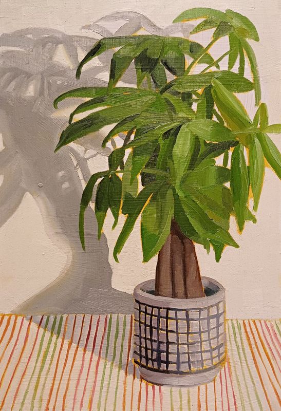 Pot Plant in a Checked Pot